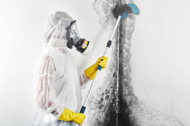 Best Black Mold Removal  in West Wendover, NV