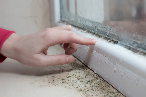 Best Post-Construction Mold Inspection  in West Wendover, NV